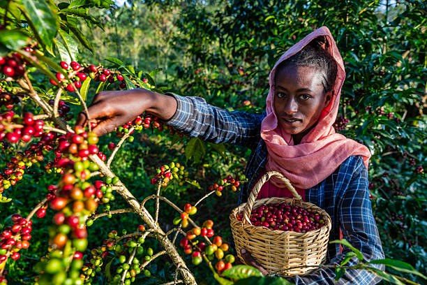 Región de Kaffa, Etiopía — cuna del café